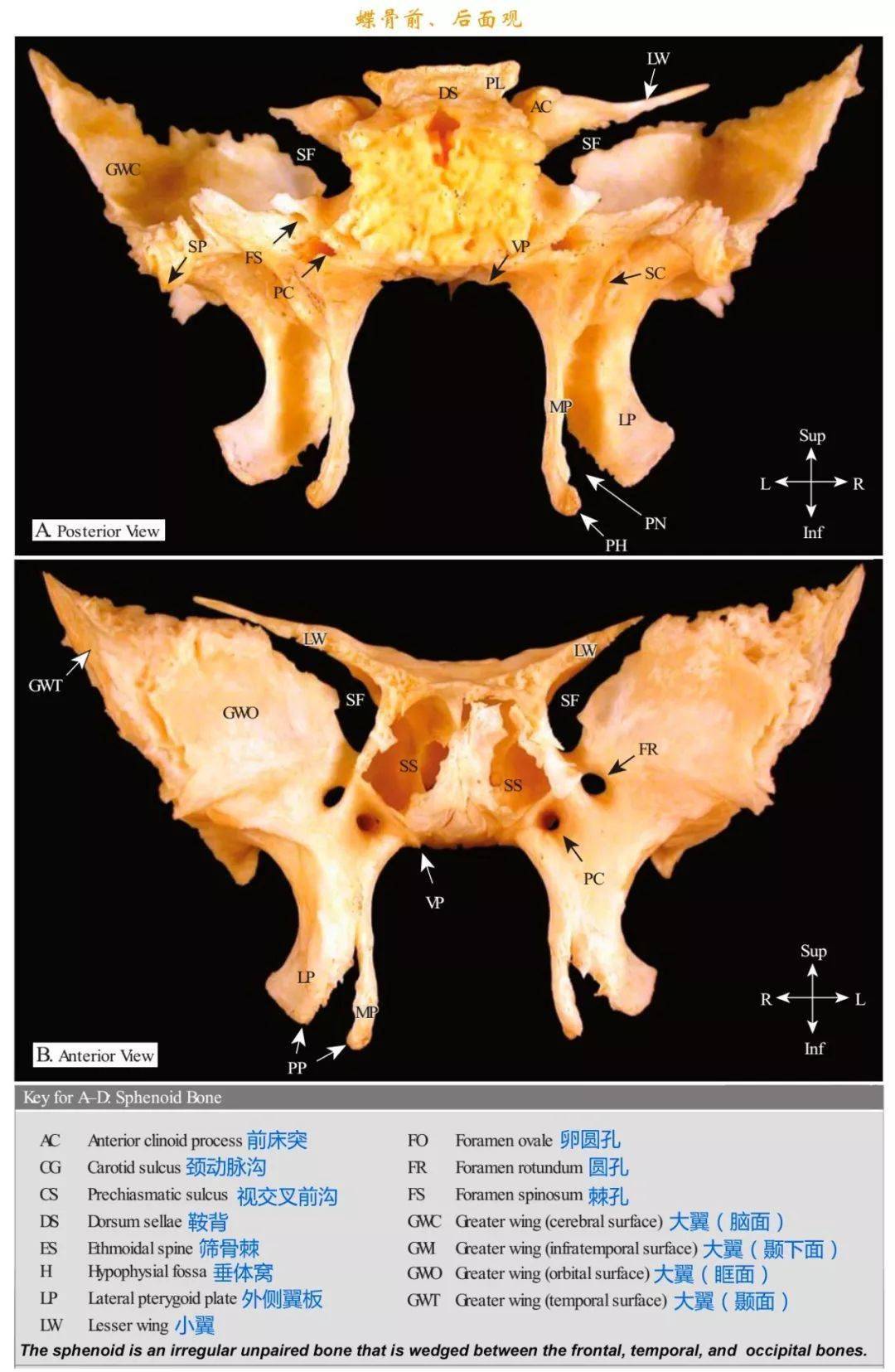 蝶骨:筛骨:额骨(frontal bone:主要脑颅骨分别展示:颅底肌肉附着点