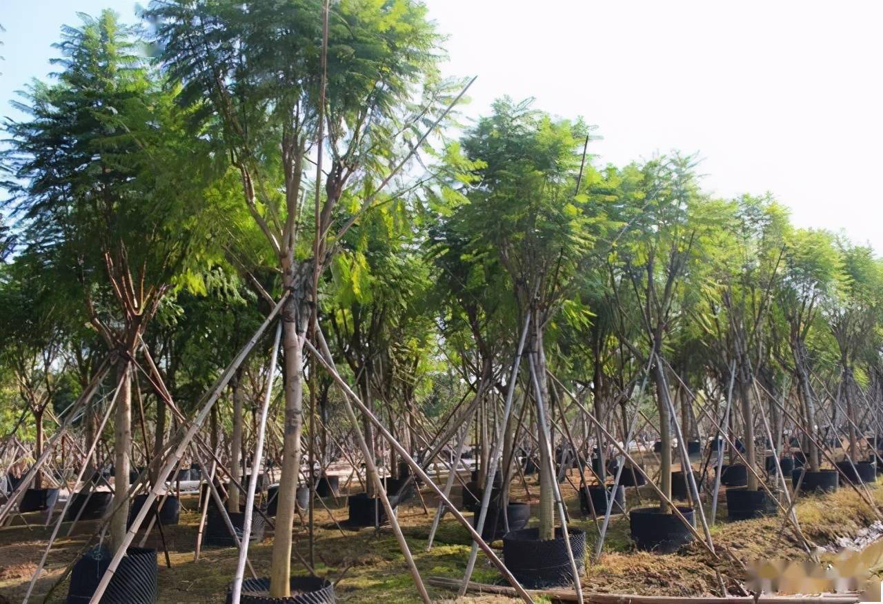 苗木假植和真植的区别