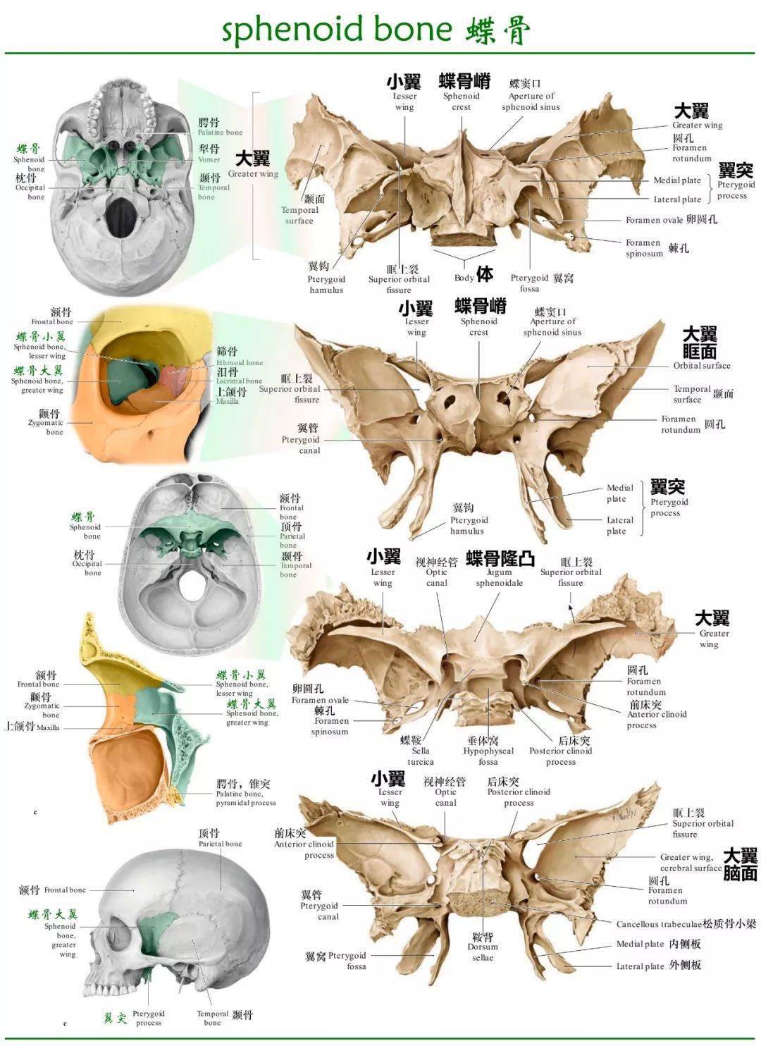 蝶骨:筛骨:额骨(frontal bone:主要脑颅骨分别展示:颅底肌肉附着点