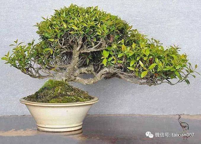 缩缅葛盆景