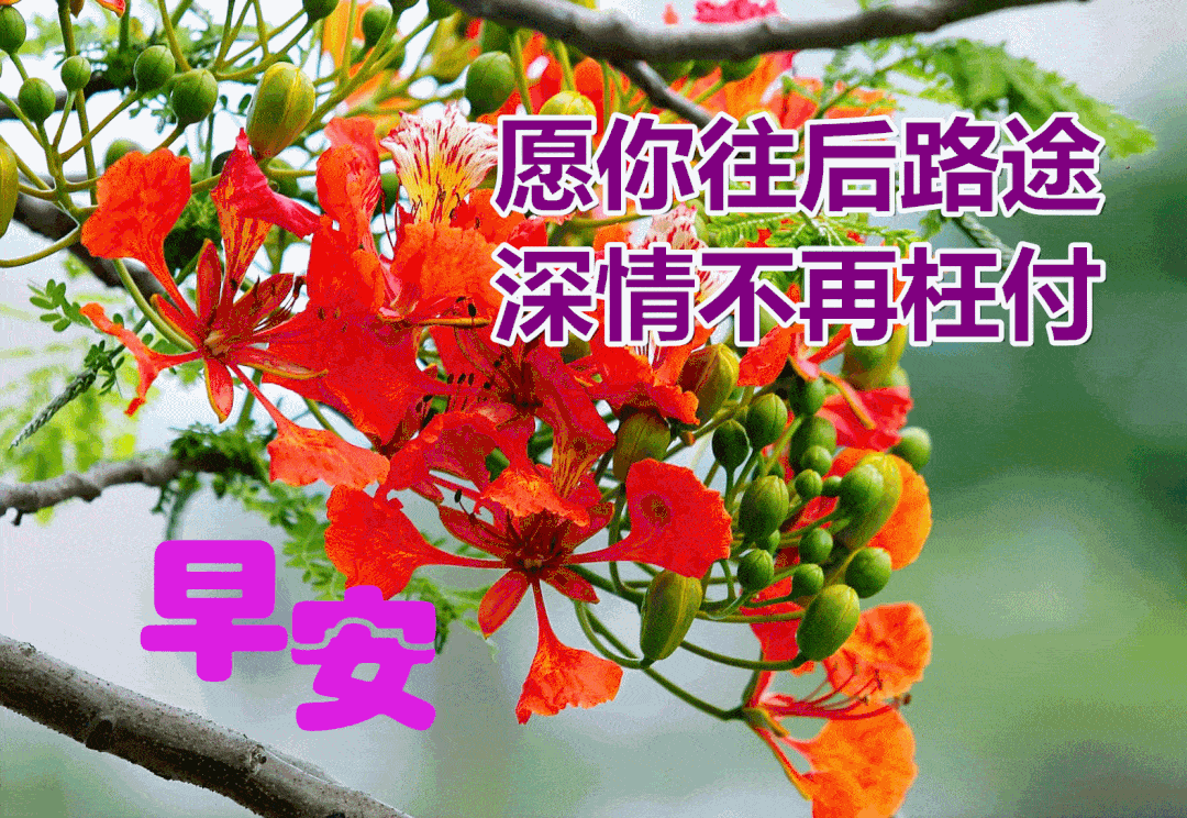 1月31日,最漂亮早上好动态表情图片大全,早晨好美图大全