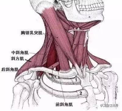 体能康复|脖子上有块肌肉对呼吸影响重大