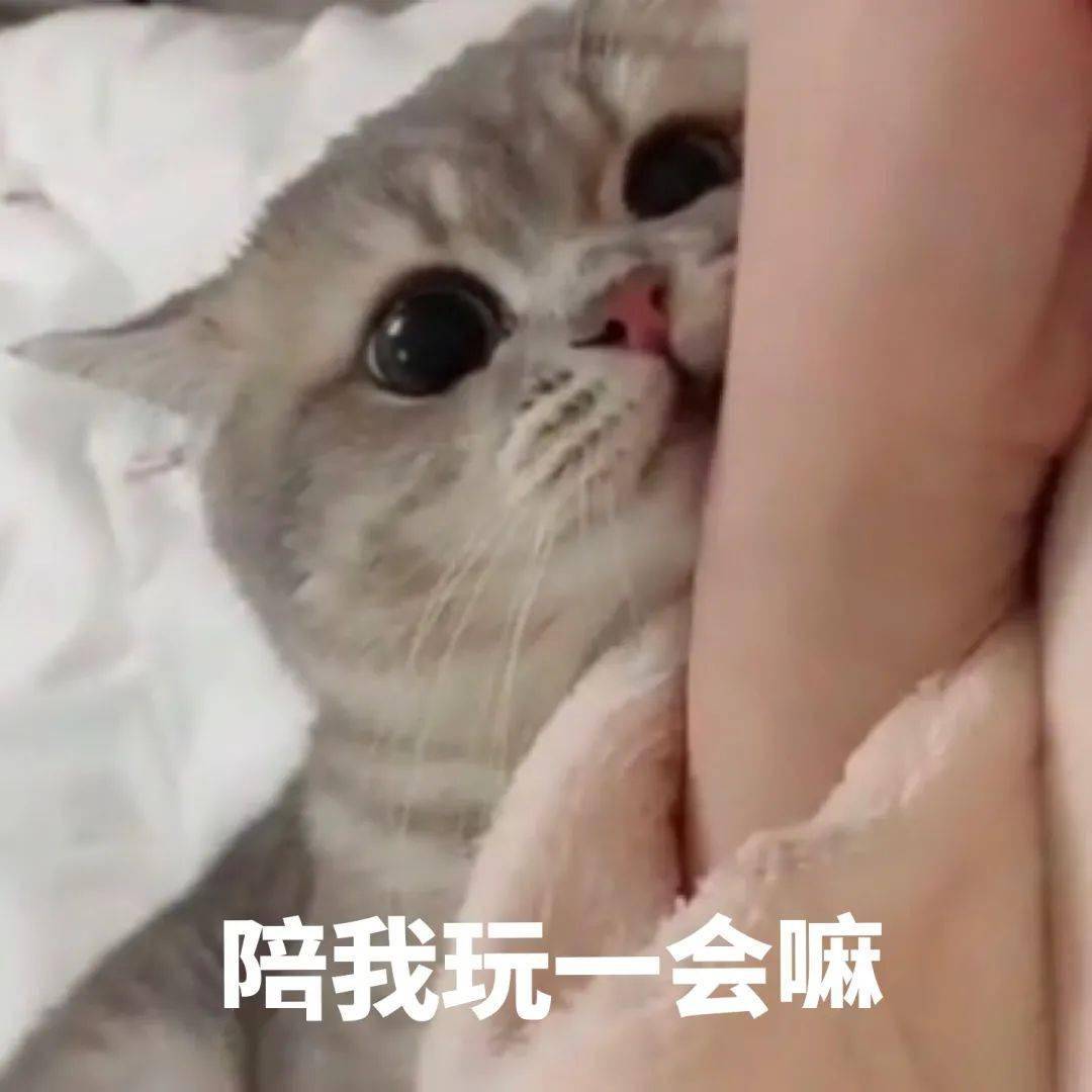 沙雕猫表情包猫咪熊仔沙雕表情包