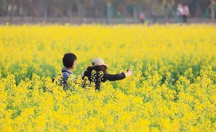 【春节假期·油菜花桃花】千亩油菜花 百亩桃花园_江门