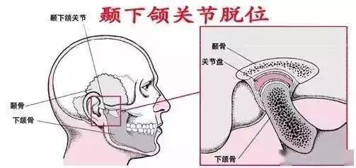 颞颌关节由下颌骨的一对髁状突(又称下颌小头)和颅底的一对颞骨下颌