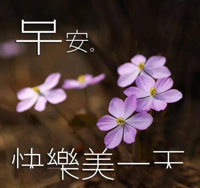 2021冬日早安问候祝福动态图片鲜花带字,特别漂亮早上