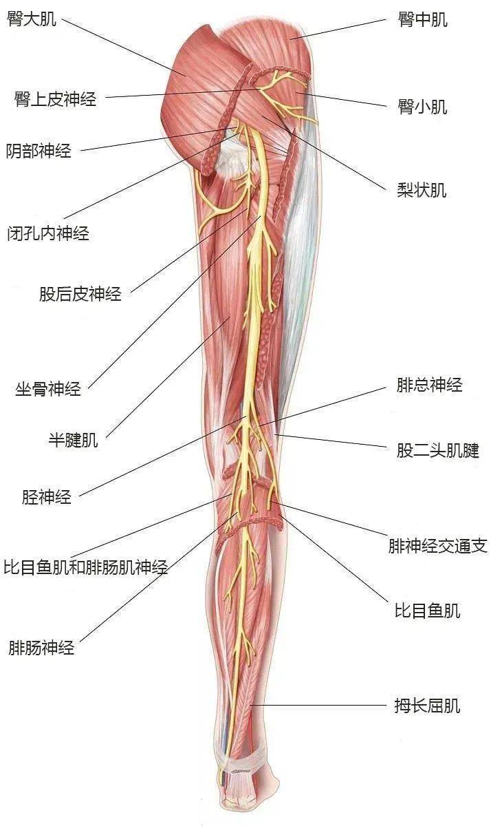 下肢后侧神经和相邻解剖结构图示; 坐骨神经的起始段从  梨状肌下孔