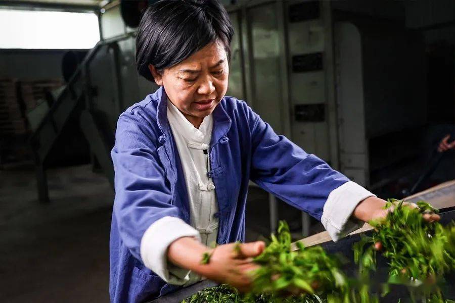 陈亚忠,中国制茶大师,普洱茶传承工艺大师,国家二级评茶员,高级农艺