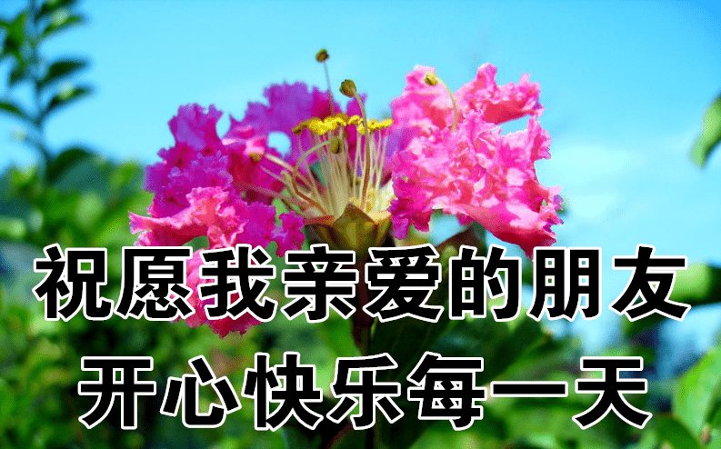 2021冬日早安问候祝福动态图片鲜花带字,特别漂亮早上