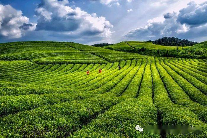 遇见贵州茶山铜仁不止有梵净山还有茶