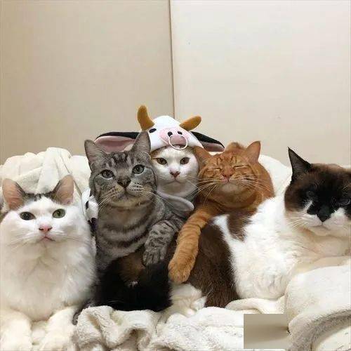 天气一冷猫咪就喜欢抱团挤一起