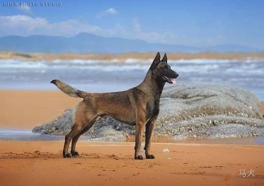 中国的马犬市场