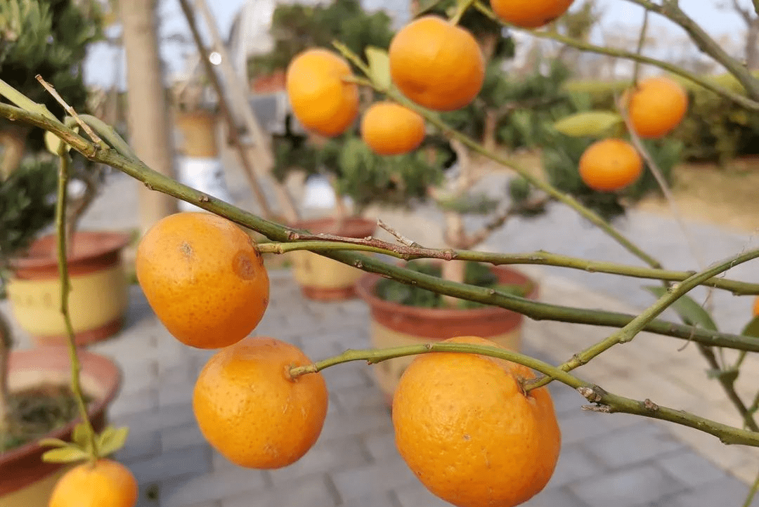 橘生淮北为枳?北方大叔卖橘子树白送满树果实,能吃到春节