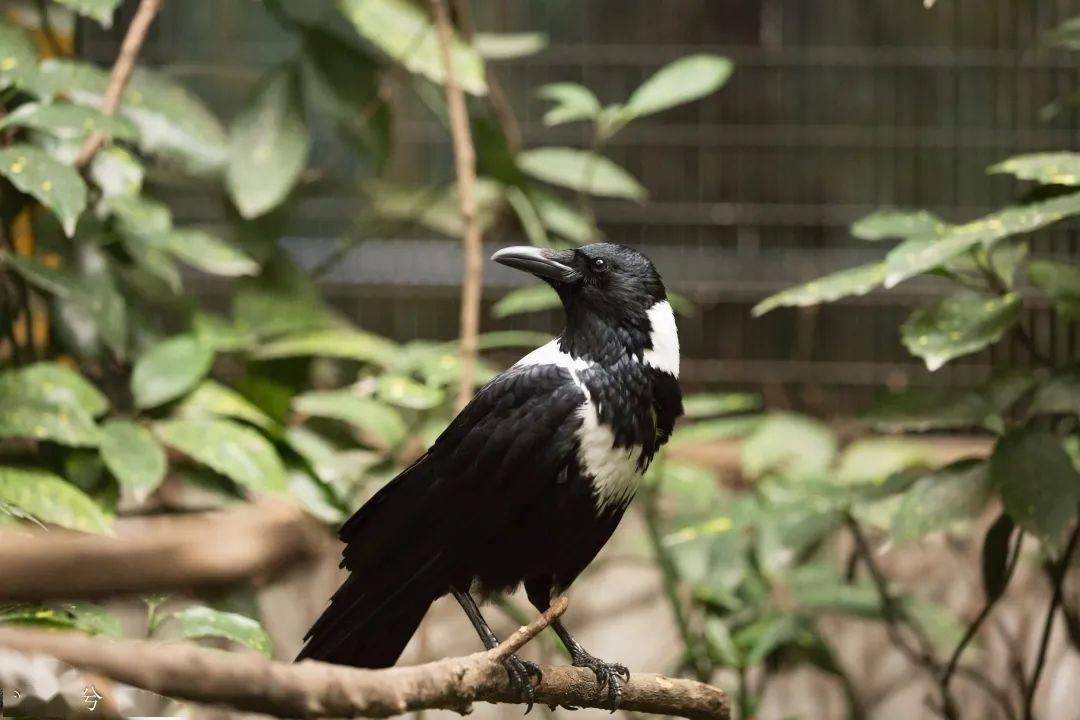 中文名:白颈鸦 英文名:collared crow  拉丁名: corvus torquatus