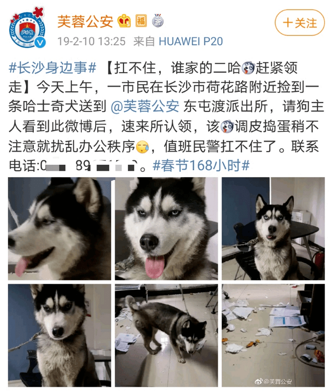 二哈不满足拆家,对公安亭下手,它还是只有编制的"警犬