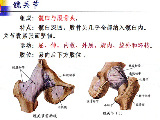 膝关节特点1膝关节,最复杂,承受压力也最大关节囊松韧带补,髌下韧带