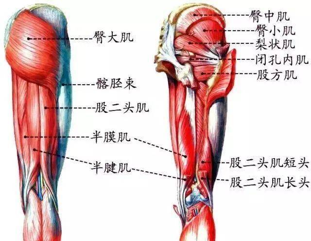 臀大中小梨状肌,闭孔内外股方肌;髋前髋腰屈旋外,髋后配布肌七块;髋肌