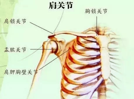 因为在肩关节的职责上两者分工很明确, 肩胛骨负责稳定,盂肱关节负责
