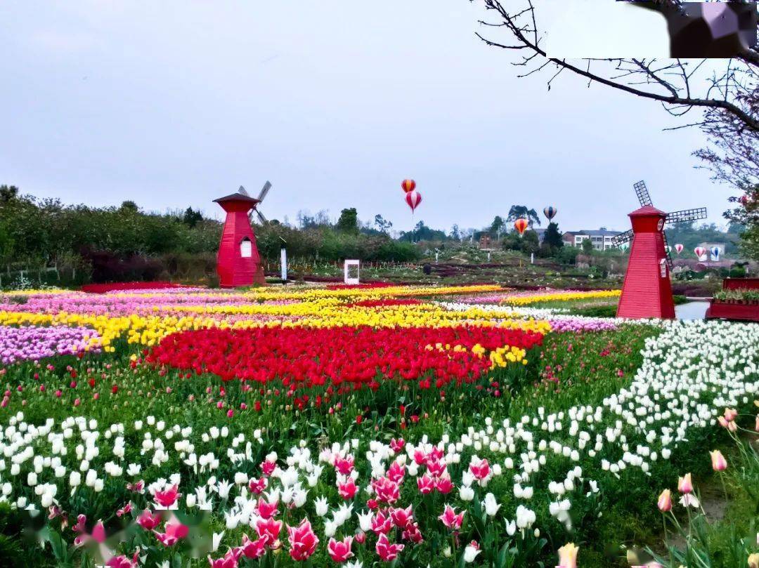 牡丹樱花世界春季赏花季即将开启,你准备好了吗_垫江