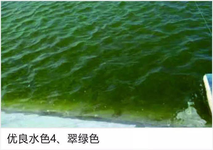 史上最全!水产养殖水色图谱