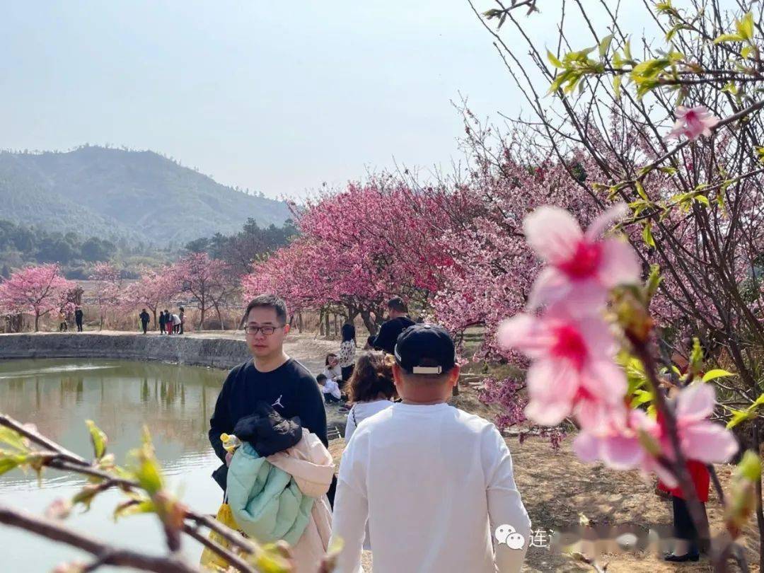 驱车来到位于丹阳镇山边村的福建丹樱生态园,走进门,拐过一个小道湾