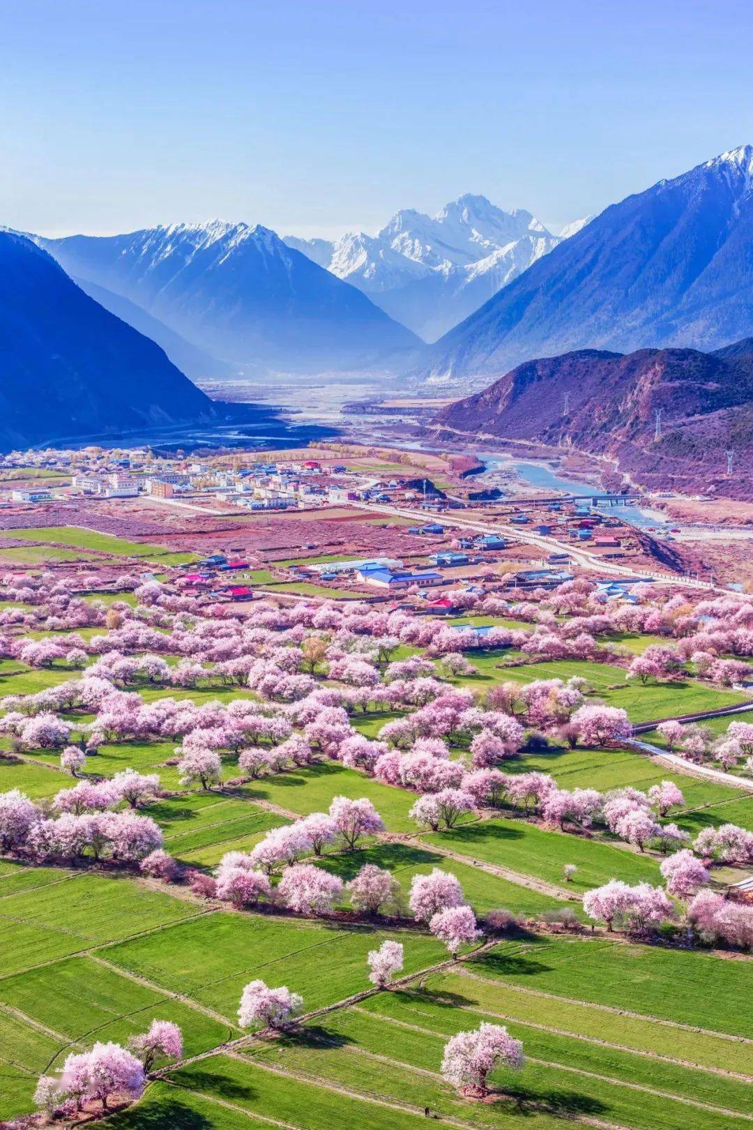 在藏东南这片仙境深处, 一株株粉嫩的桃花,最先绽满了枝头,绵延百里望