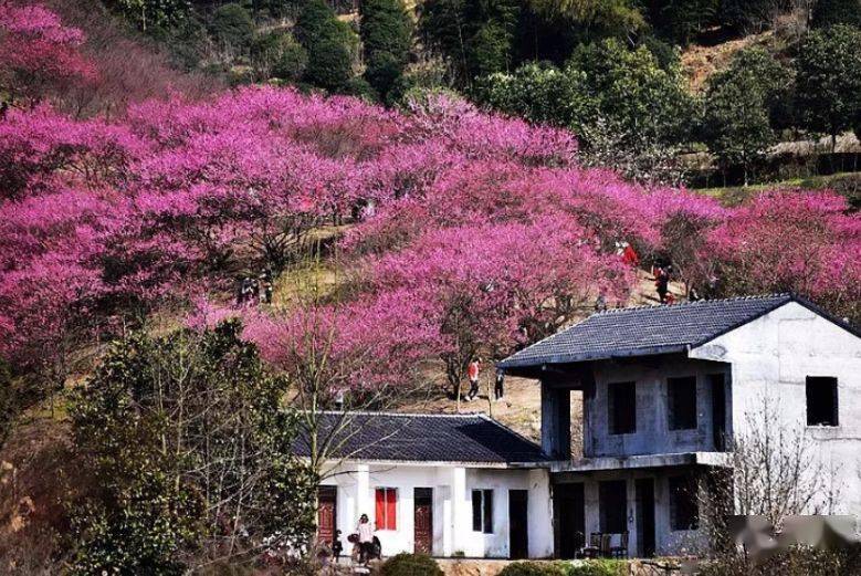 「梅花三弄」2.16 奉化梅花谷赏梅,闲逛溪口老街