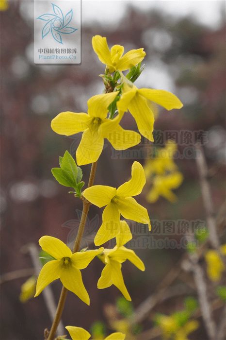 省林业和草原局) 拉丁名:forsythia suspensa 科:木樨科 属:连翘属