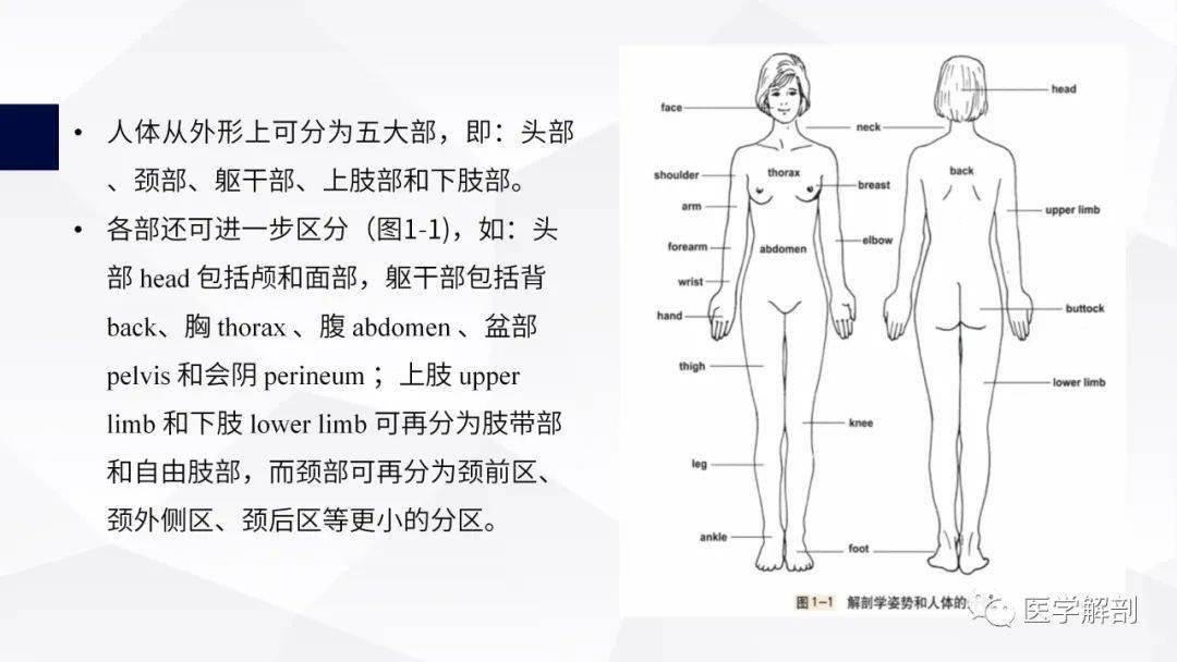 人体解剖学常用解剖学术语学解剖必看