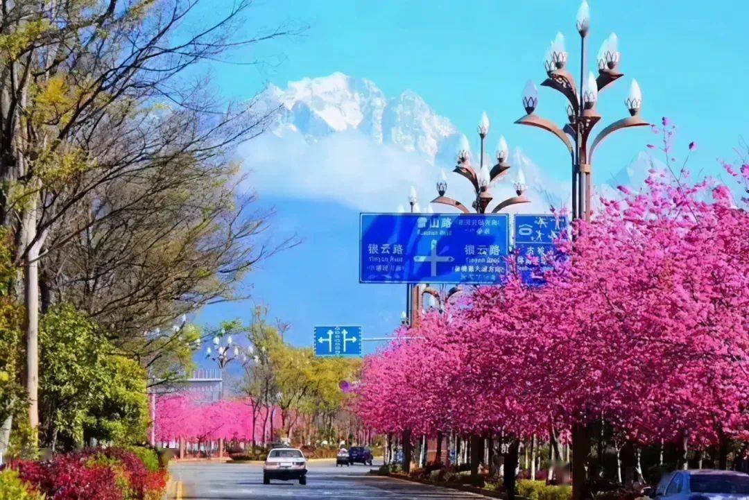 在丽江,也有一条樱花大道,为冬天的昆明增添了最浪漫的色彩.