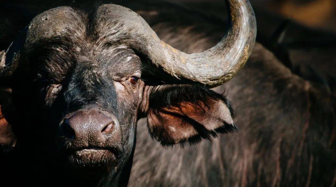 野性蛮牛|冲撞北极, 非洲草原和欧洲的力量