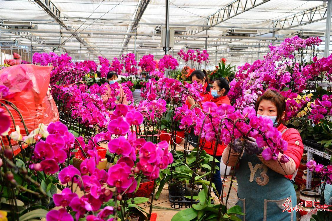 flower fairs see lunar new year sales boost as festival neared