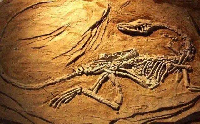 【恐龙大明星】三叠纪晚期的的地球霸主!腔骨龙!