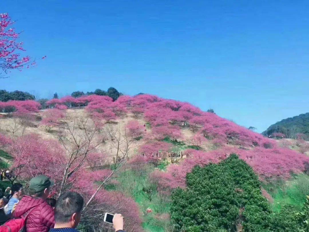 2月16日正月初五梅花山看遍十里梅花谷走进古村寻找最原始的人情味儿