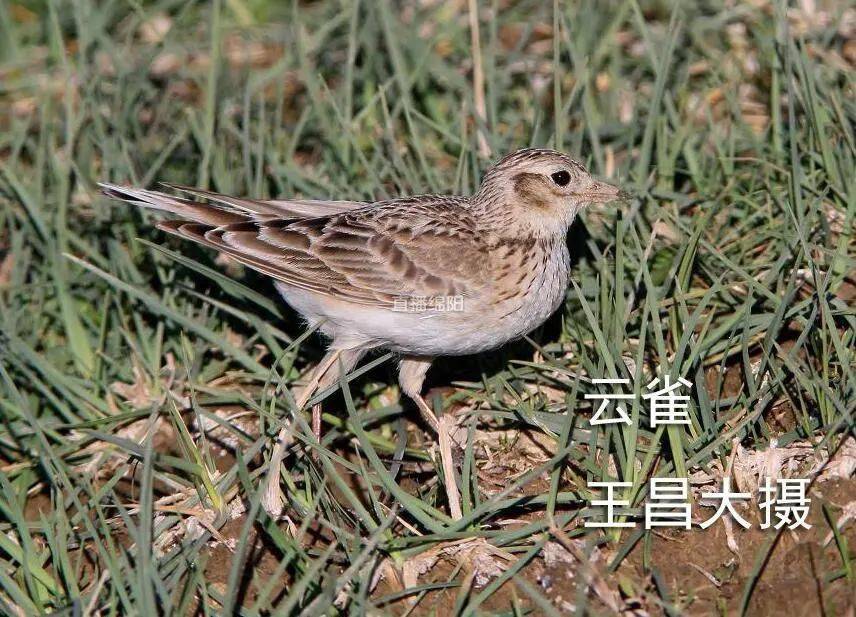 绵阳10种鸟成为国家i级保护动物画眉养不得了
