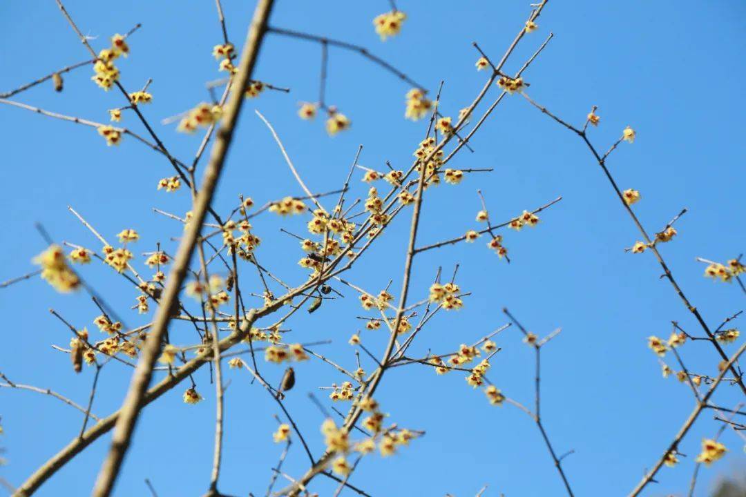 暖阳,微风,梅花……这个春节出门走走.