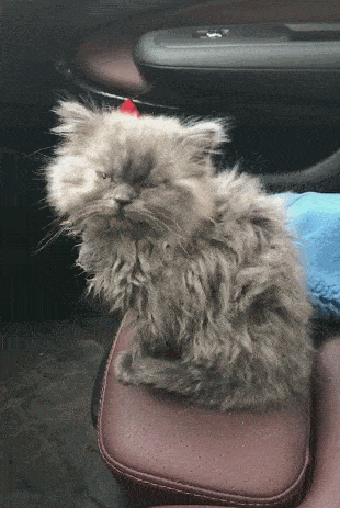 路边捡到一只脏脏猫,女子跟猫咪打招呼,一扭头时傻笑了!