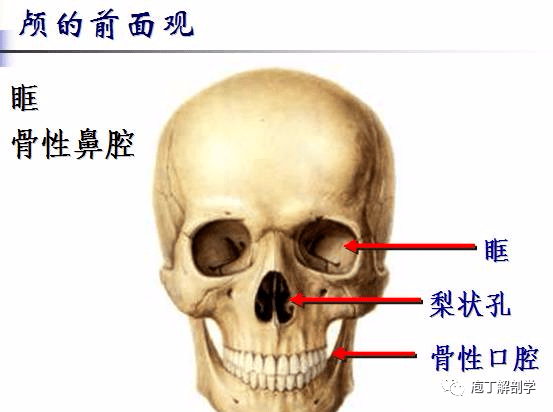 治"脂肪肝"一个很巧妙的方法