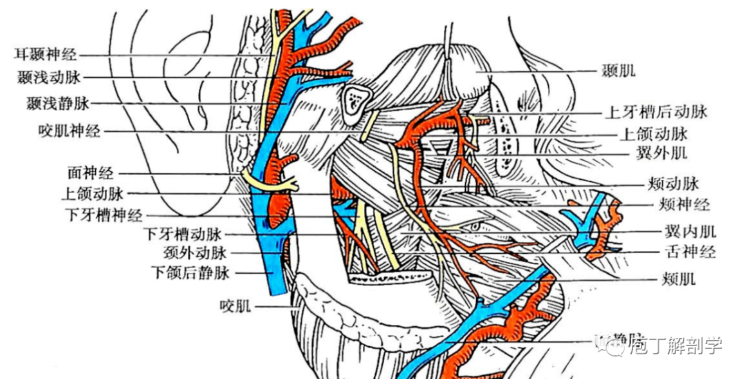 面侧深区的血管神经(浅层)颞下窝内侧部结构(内侧面观(1 翼内肌和翼