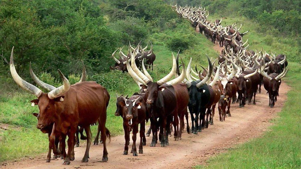 com/在东非的草原上,常常有大群被人放养的安科拉长角牛,它们就直接