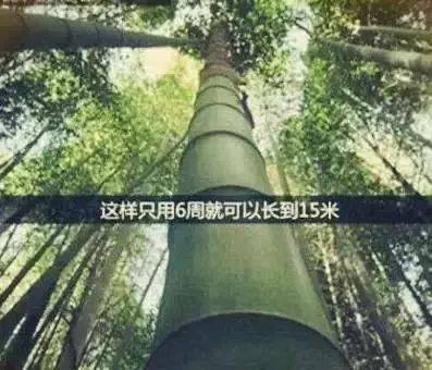 竹子将根在土壤里延伸了数百平米. 因为这些付出都是为了扎根.
