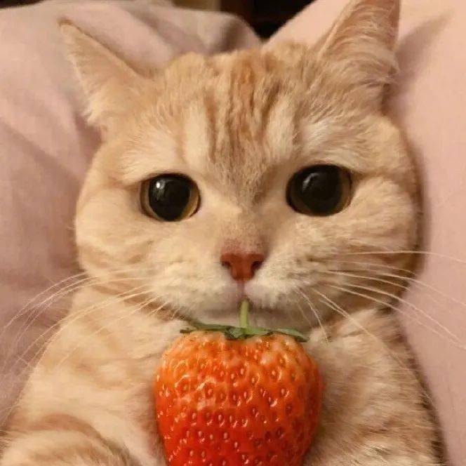 可爱猫咪头像|躲在云层里的星星都在发光 你也要加油啊