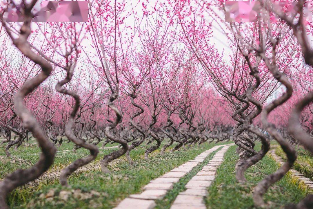 过年赏花线路走起来,都江堰"问花村"花开正好!