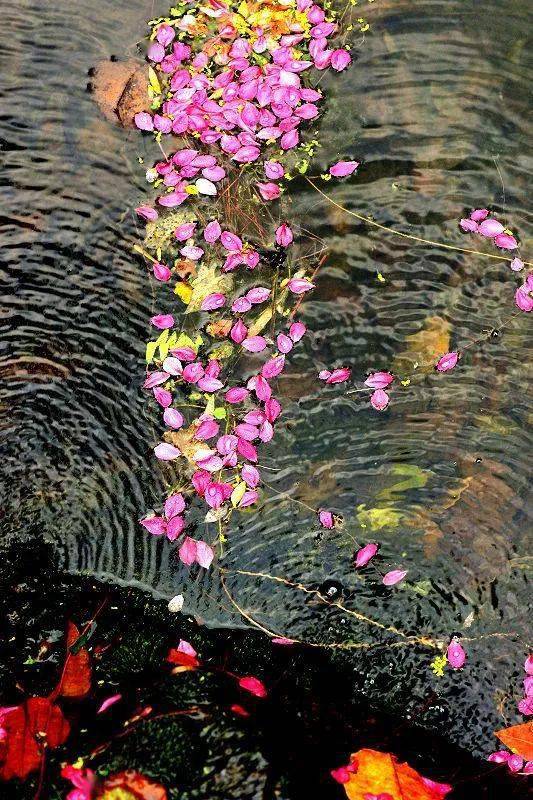 幽玄花开喜悦花落自在