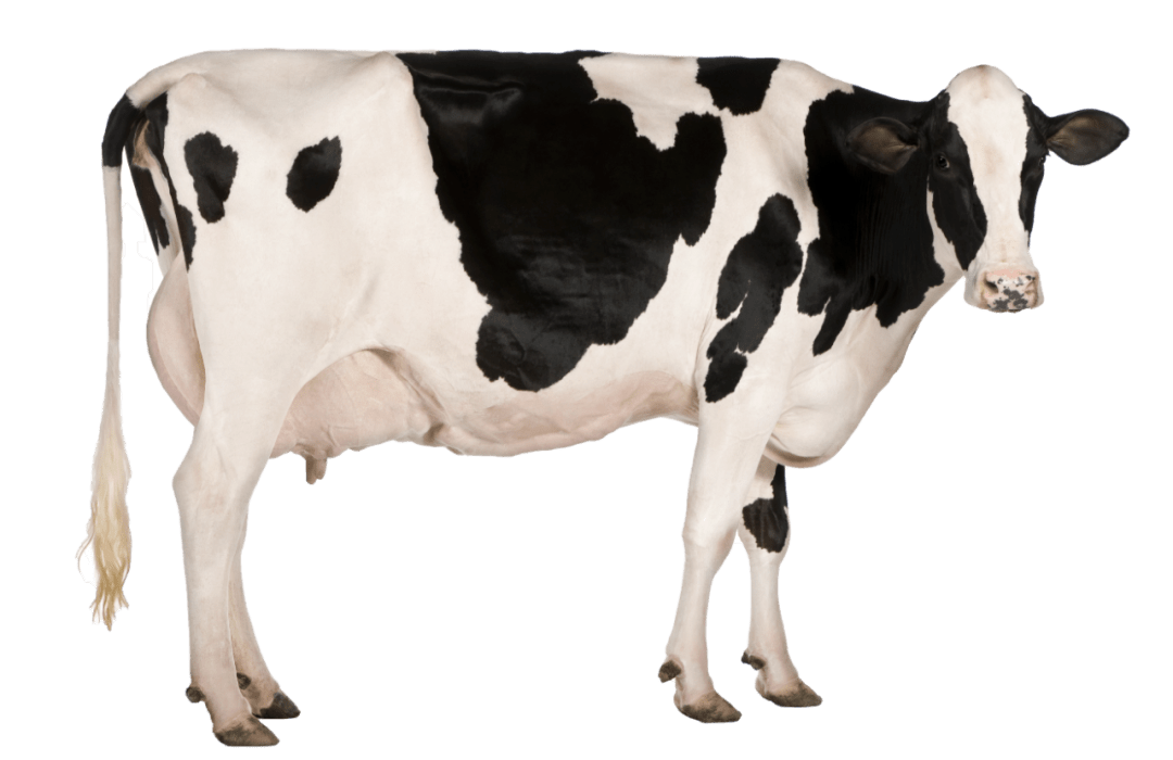 牛年话牛 | 黑白花的奶牛,老黄牛,漆黑的水牛