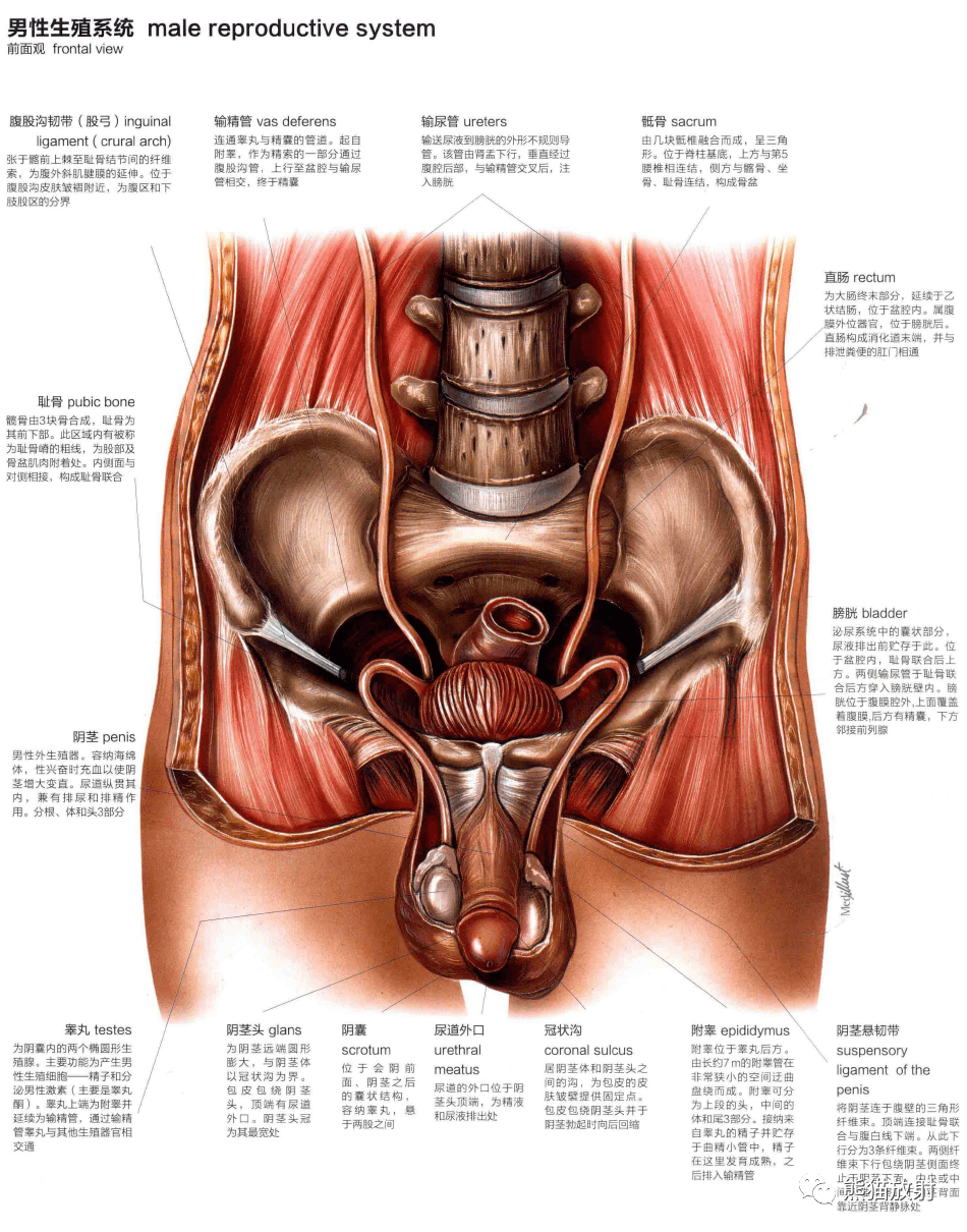 人体图谱丨泌尿系统生殖系统