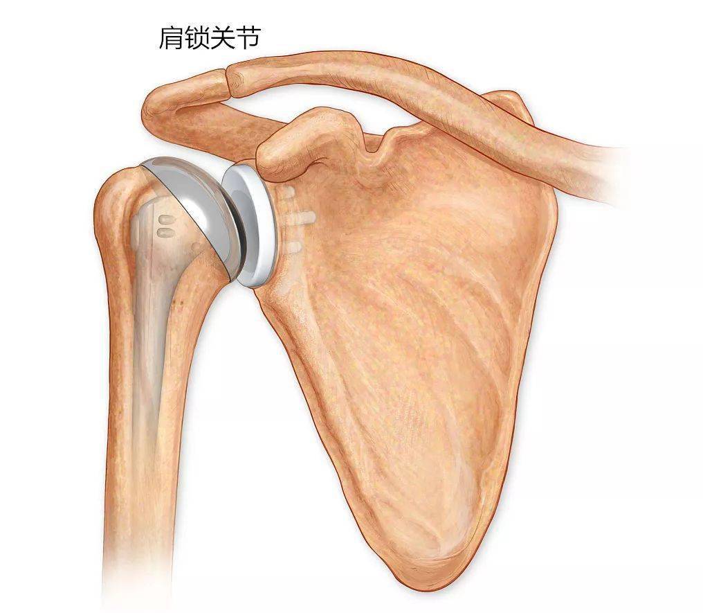 学会触摸肩胛骨重要的骨性标志了解肩胛骨的构造肩胛骨常见的运动