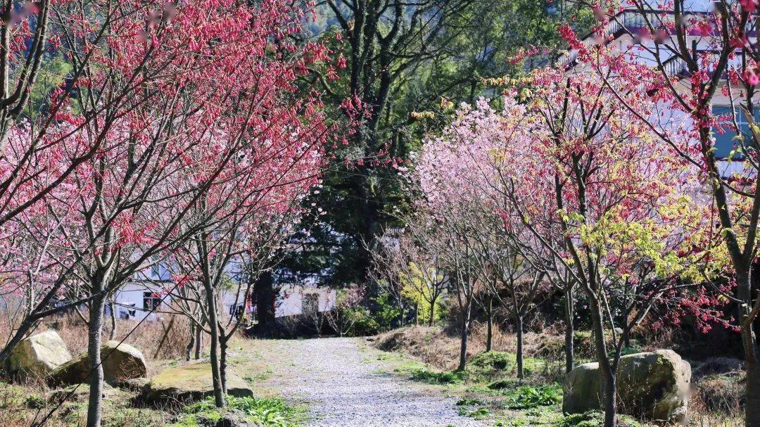 明月山61花海原居樱花季今日盛大开园在花海里约会太浪漫了微风轻拂