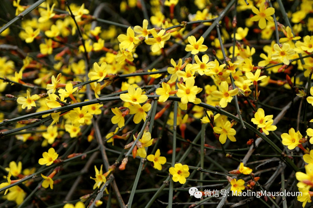 迎春花别名"迎春"黄素馨"金腰带"初春绽放花语含义顽强因其在百花