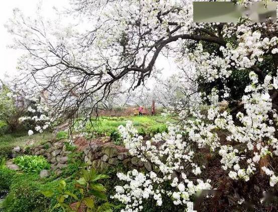 仅售88元花开正好2月1617号号钦州板城梨花谷梨花盛开一日游